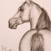 Arabian horse - Nell'opera possiamo notare lo sguardo fuggente di un meraviglioso cavallo arabo che ci guarda attentamente e sembra quasi che ci voglia parlare con i suoi occhi limpidi.
Questo ritratto è stato realizzato a carboncino.

